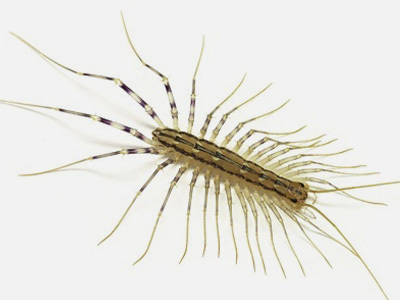 해충정보