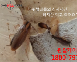 원룸 바퀴벌레퇴치업체