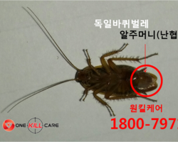 바퀴벌레 알집