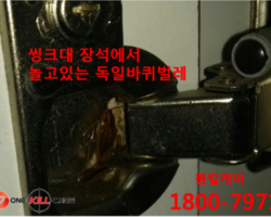 바퀴벌레퇴치 현장