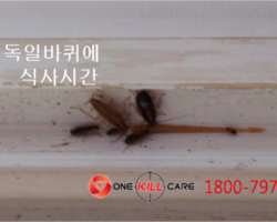 청주 바퀴벌레퇴치