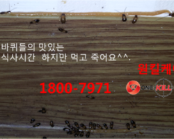 바퀴벌레퇴치하기
