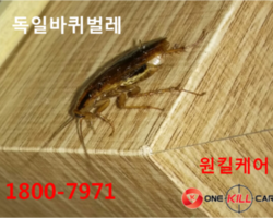 바퀴벌레퇴치작업중^^ 한장