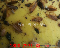 여름철 바퀴벌레퇴치하세요.