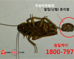 바퀴벌레알집 분리합