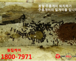 개미퇴치 현장입니다.