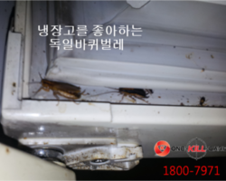 냉장고에 바퀴벌레