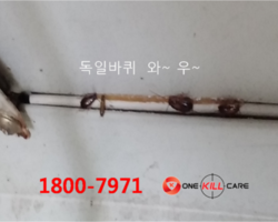 바퀴벌레퇴치 독 먹이식방법