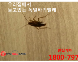 독일바퀴벌레