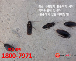 봄철 먹바퀴벌레 