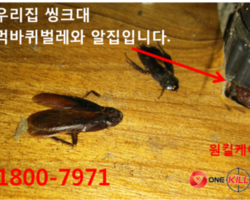바퀴벌레퇴치 
