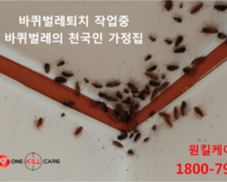바퀴벌레퇴치 작업중 (바퀴벌레 천국)