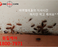 빌라 바퀴벌레퇴치현장