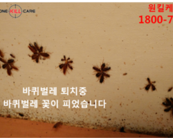 바퀴벌레 꽃이 피었습니다.