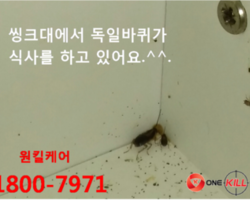 바퀴벌레퇴치하기