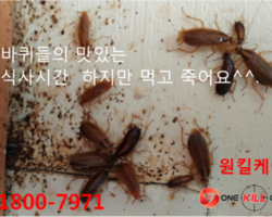 원룸 바퀴벌레퇴치현장