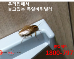 독일 바퀴벌레입니다.