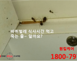 바퀴벌레퇴치 현장