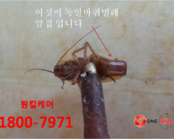 독일바퀴벌레의 알집