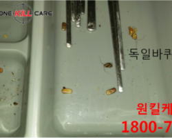 씽크대 바퀴벌레