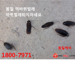 먹바퀴벌레