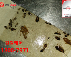원룸 바퀴벌레퇴치현장입니다.