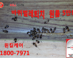 바퀴벌레퇴치중