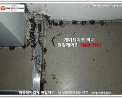 개미퇴치현장!!