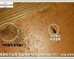 바퀴벌레 퇴치현장 