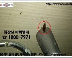 화장실바퀴벌레