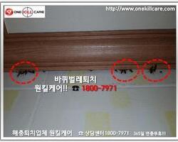 바퀴벌레퇴치 현장 10월