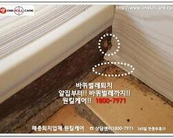 바퀴벌레 작업 현장