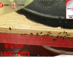 대구 바퀴벌레퇴치현장