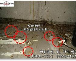 씽크대밑 바퀴벌레