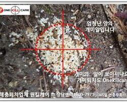 개미퇴치 현장!!