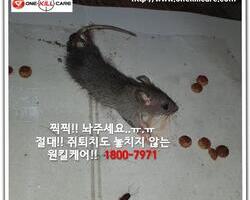 쥐퇴치현장