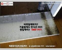 바퀴벌레 작업 현장 12월 