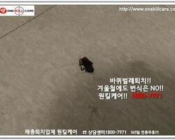 바퀴벌레 작업 현장 12월 
