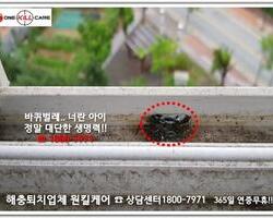 바퀴벌레퇴치 현장!!