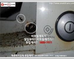 바퀴벌레 작업 현장