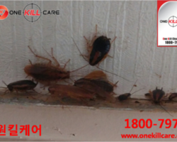 대전해충퇴치업체 작업현장