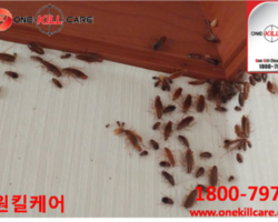구미해충퇴치업체 원킬케어
