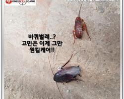 바퀴벌레 퇴치 현장에서!!
