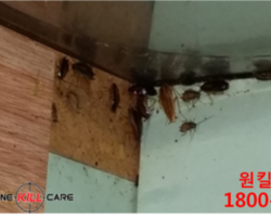인천 남동구 바퀴벌레퇴치현장