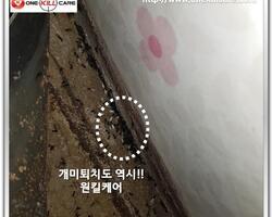 개미퇴치 현장!!
