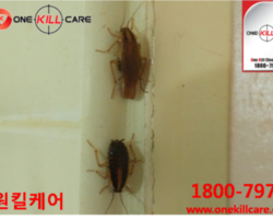 포항해충퇴치업체 작업현장