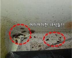 바퀴벌레 사체와 알집