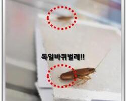 바퀴벌레퇴치 현장!!