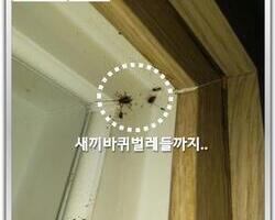 바퀴벌레 퇴치현장