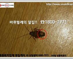 독일바퀴벌레